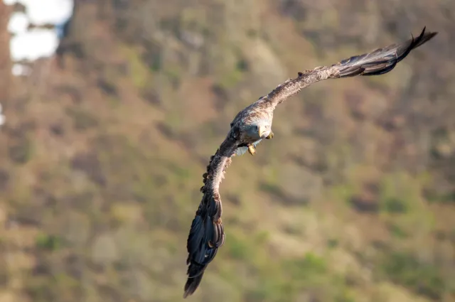 White-tailed eagles over the Trollfjord