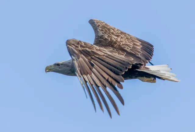 White-tailed eagles over the Trollfjord