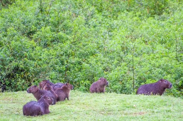 Capybara (Hydrochoerus hydrochaeris) in Gamboa