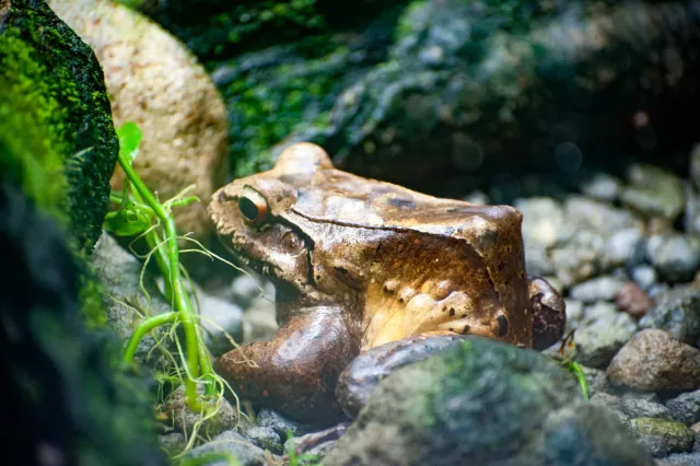 Sapo Coral or Smokey Jungle Frog (Leptodactylus savagei)