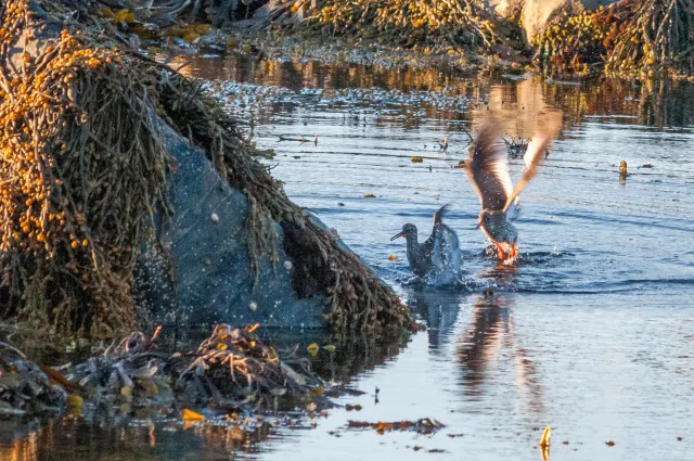 Redshank in "Action"