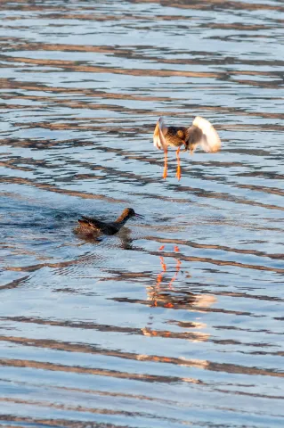 Redshank in "Action"