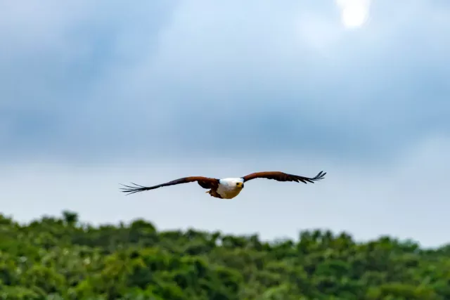 Afrikanische Schreiseeadler (Haliaeetus vocifer)