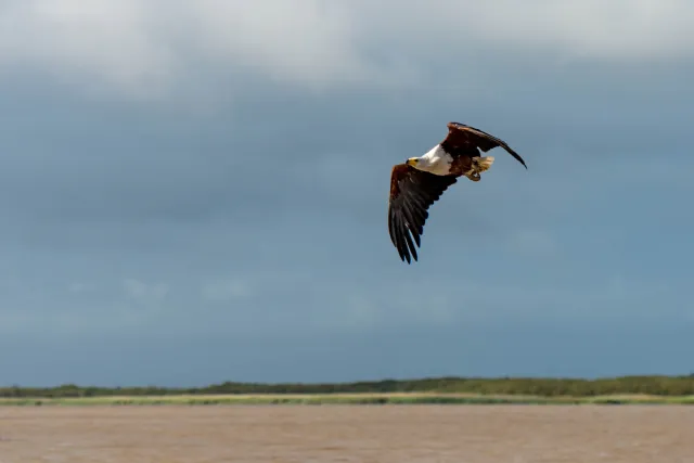 Afrikanische Schreiseeadler (Haliaeetus vocifer)