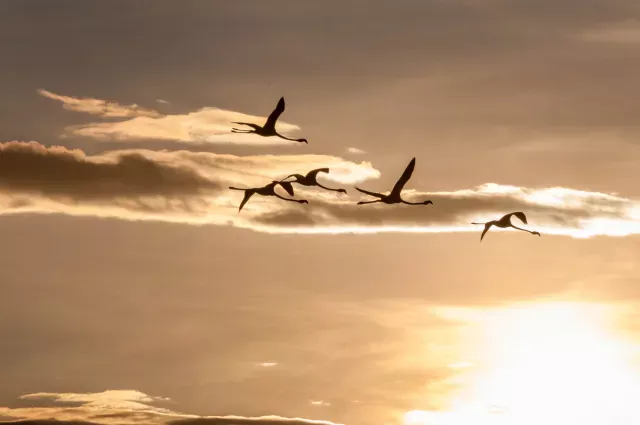 Flamingos beim Sundowner