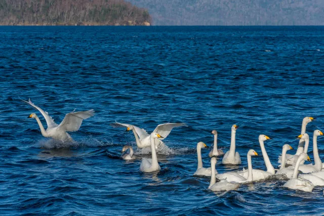 Singschwäne auf dem Kussharo-See auf Hokkaido