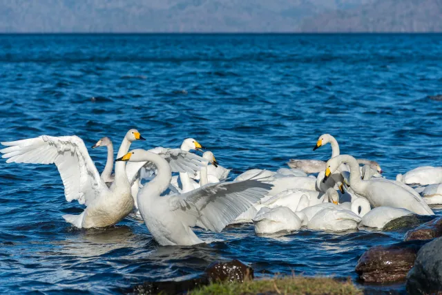 Singschwäne auf dem Kussharo-See auf Hokkaido