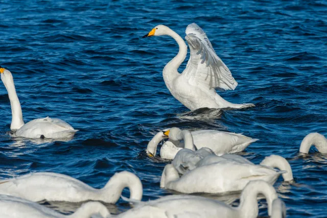 Whooper swans on Lake Kussharo in Hokkaido