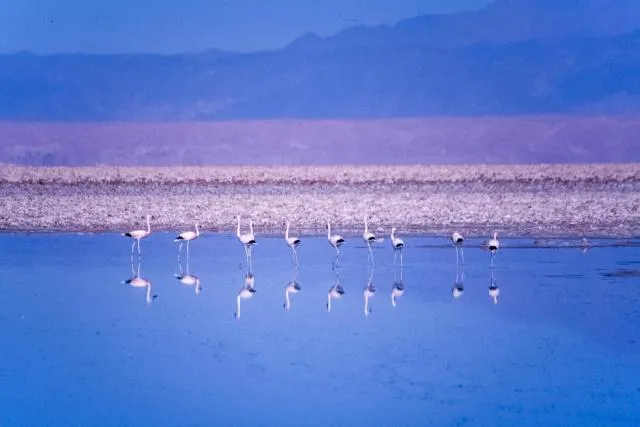 Andenflamingos im Salar de Atacama