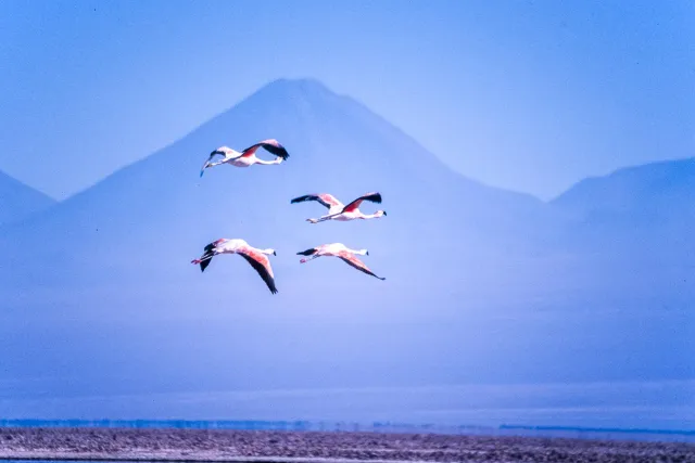 Andenflamingos im Salar de Atacama