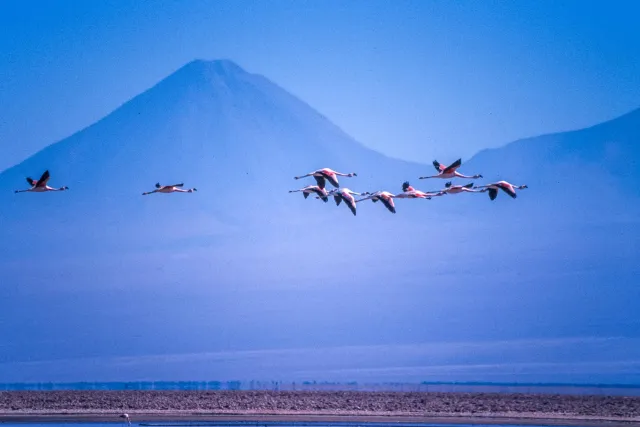 Andean flamingos in the Salar de Atacama