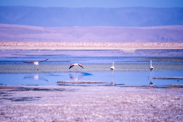 Andenflamingos im Salar de Atacama