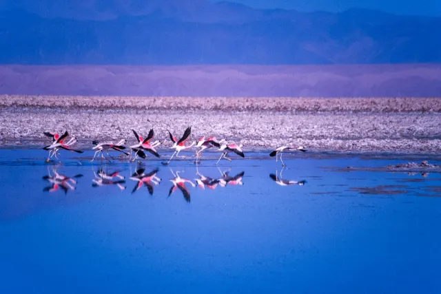 Andean flamingos in the Salar de Atacama