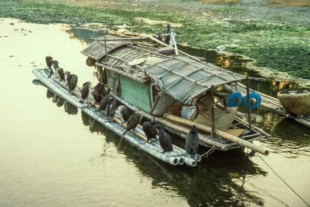 Cormorant fishermen on the Li River