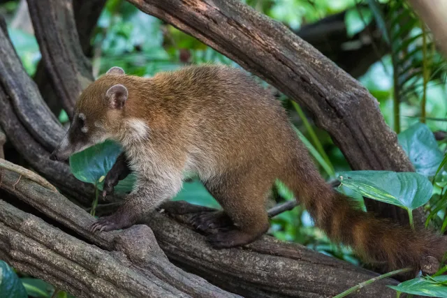 Coati in the jungle near Villahermosa