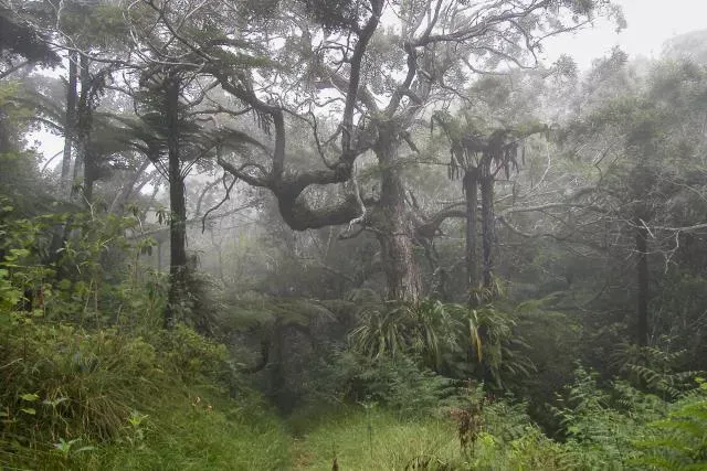 Riesenfarne im Forêt de Bébour