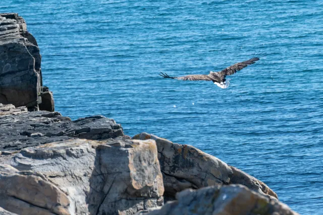 Seeadler jagen an der Straße von Vadsø nach Ekkerøy