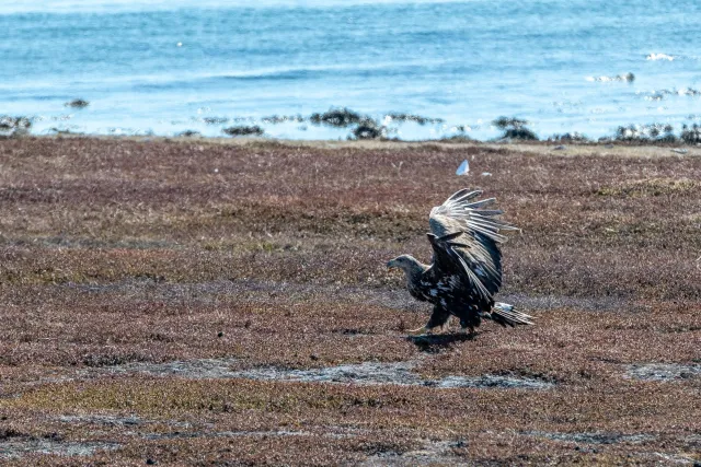 Seeadler jagen an der Straße von Vadsø nach Ekkerøy