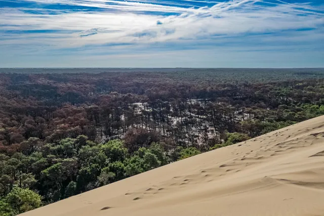 Burnt trees and destroyed campsites at the Dune du Pilat