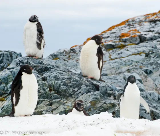 Adelie penguins in Antarctica