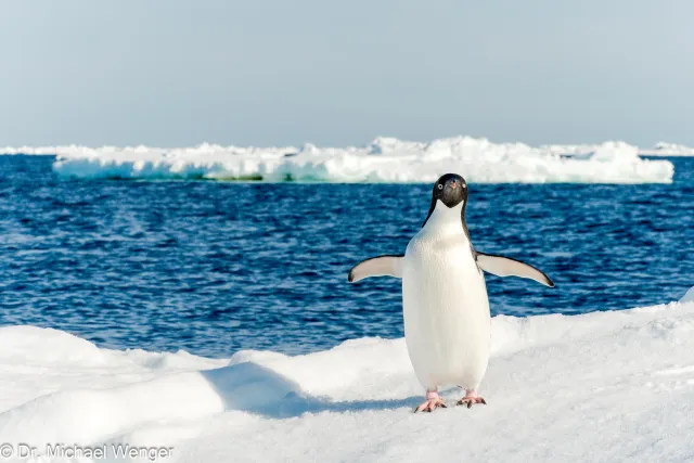 Adeliepinguine in der Antarktis