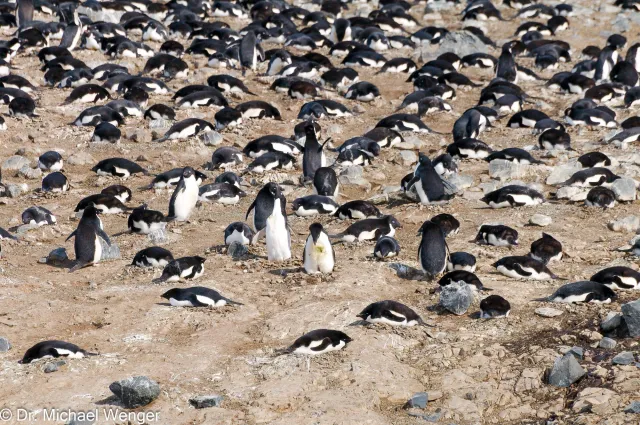 Adelie penguins in Antarctica