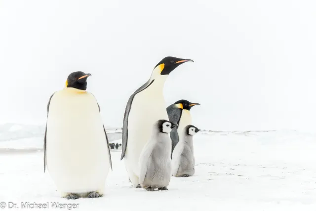 Kaiserpinguine in der Antarktis