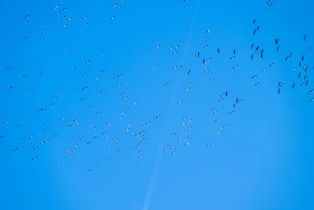 A swarm of cranes over the valley of the Hanfcreek