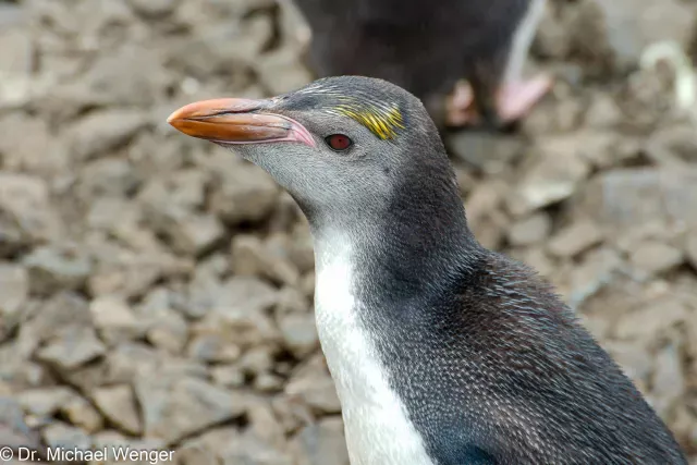 Haubenpinguine auf der Macquarie-Insel