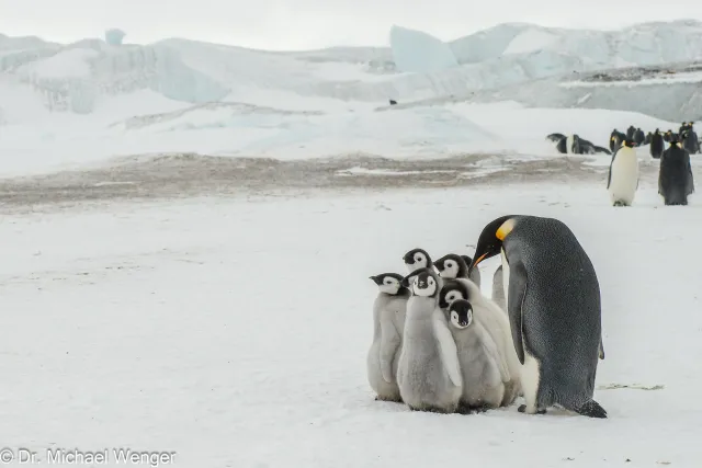 Kaiserpinguine in der Antarktis