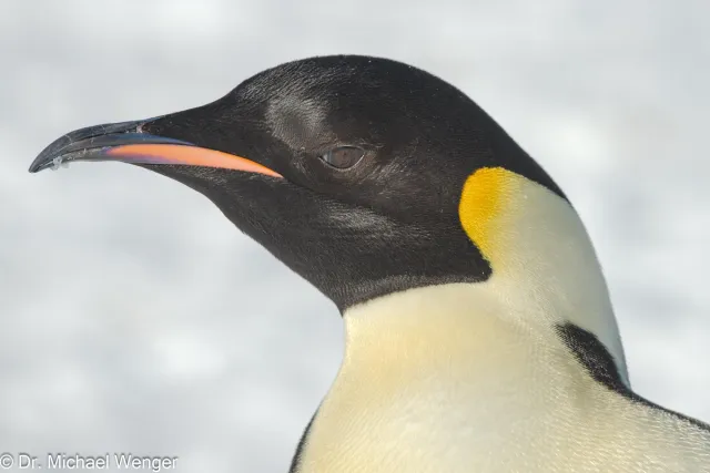 Kaiserpinguine in der Antarktis