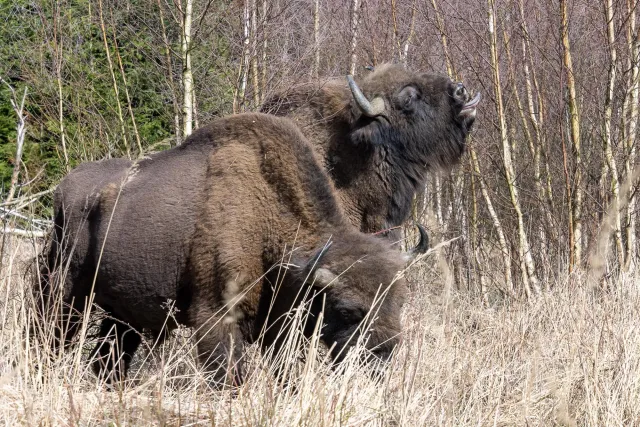 European bison on Bornholm