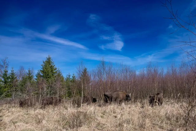 European bison on Bornholm