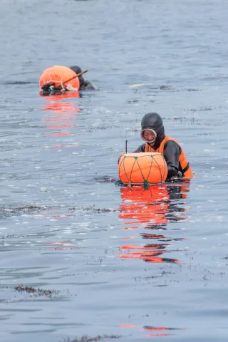 The sea women (Haenyo) from the South Korean island of Jeju.