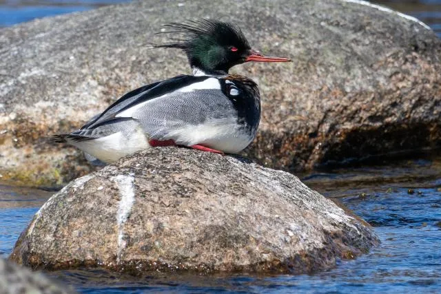 Mittelsäger (Mergus serrator) auf Bornholm