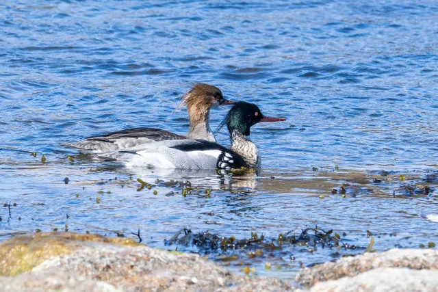 Red-breasted merganser (Mergus serrator) on Bornholm