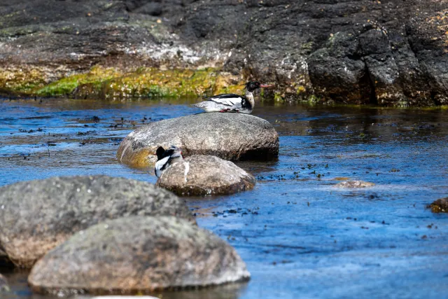 Red-breasted merganser (Mergus serrator) on Bornholm