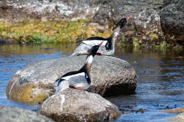 Mittelsäger (Mergus serrator) auf Bornholm