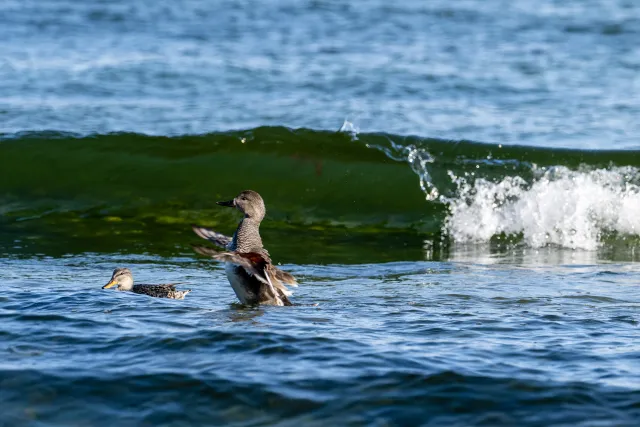 Gadwall ducks on the Baltic coast of Bornholm