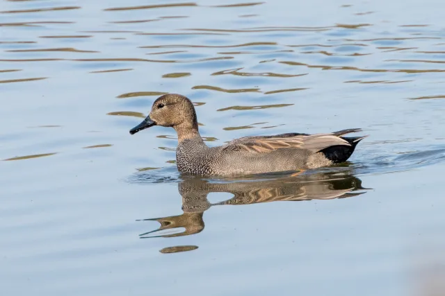 Gadwall ducks in Belgium