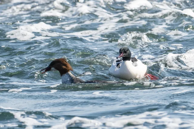 Gänsesäger (Mergus merganser) an der Ostseeküste von Bornholm