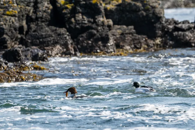 Common merganser (Mergus merganser) on the Baltic coast of Bornholm