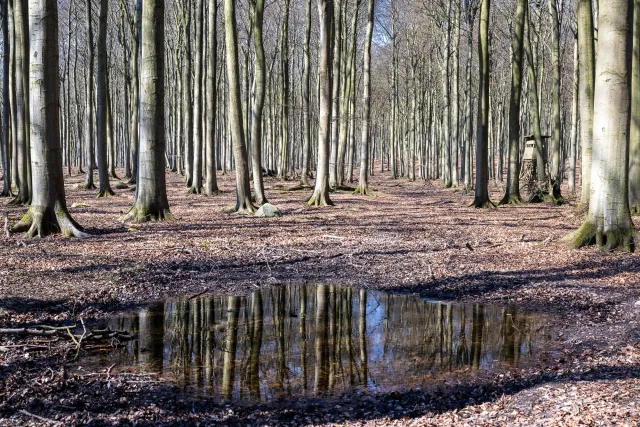 Spiegelungen in den Buchenwäldern auf Rügen