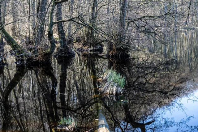 The lakes of the beech forests