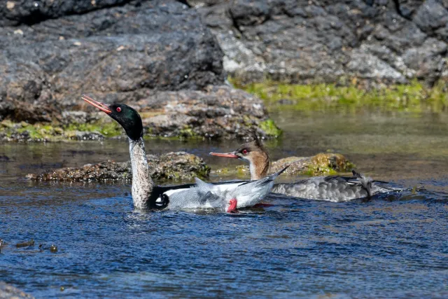 Mittelsäger (Mergus serrator) auf Bornholm