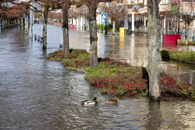 Stockenten auf dem überschwemmten Fahrradweg in Königswinter