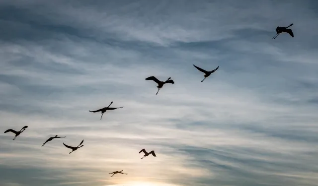 Flying greater flamingos