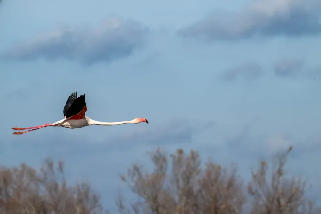 Fliegende Rosaflamingos