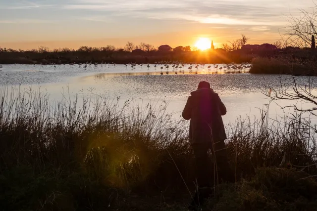 Sunset with greater flamingos in the Camargue