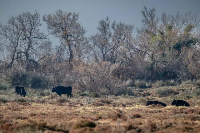 Ruhende Stiere in der Camargue